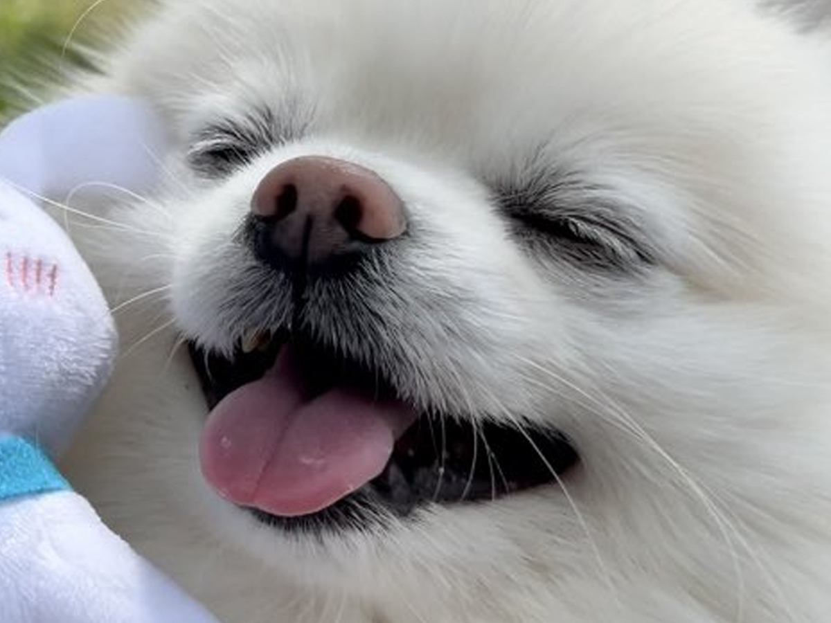 『じゃーん！』ピクニック中、サプライズで"犬が好きなぬいぐるみ"を持ってきたら…顔に出過ぎている『可愛い反応』に7万いいね「最高の笑顔」