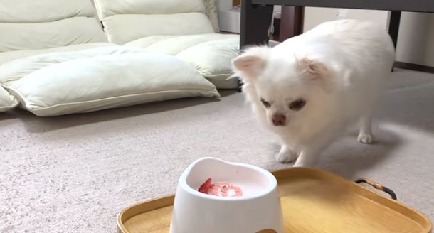 誕生日ケーキを食べてご満悦なチワワのコハクくんがかわいい！