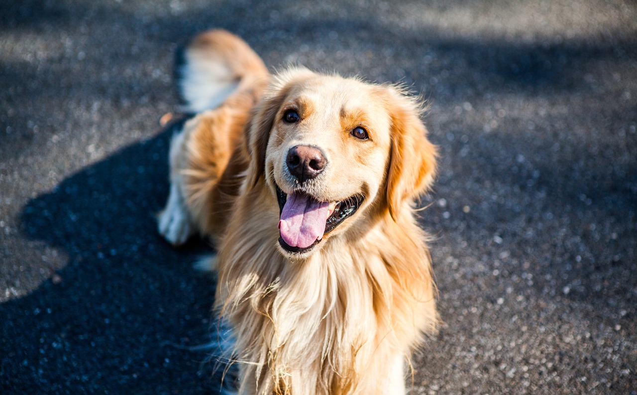 銃乱射事件のケアにも出動！そっと寄り添い心を癒す、セラピー犬たちの活躍