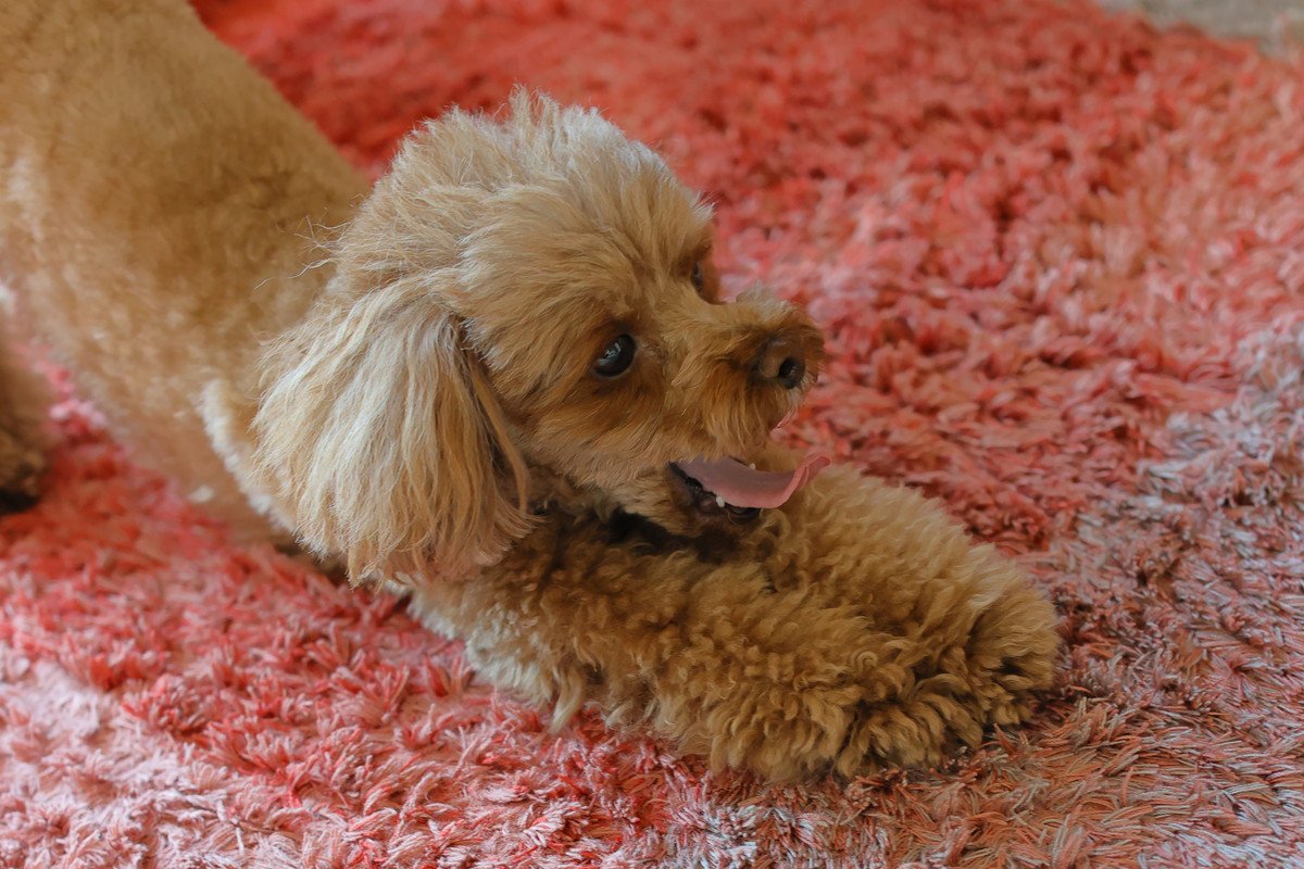 犬が『寝起き』にみせる仕草や行動4選　愛犬が寝ぼけているときの注意点や飼い主がすべき配慮まで