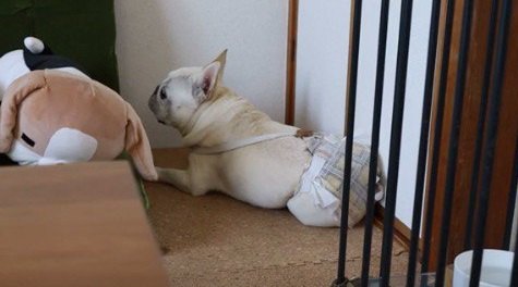 「くそー！」昨晩アイスをもらえなかったことを思い出してキレる犬