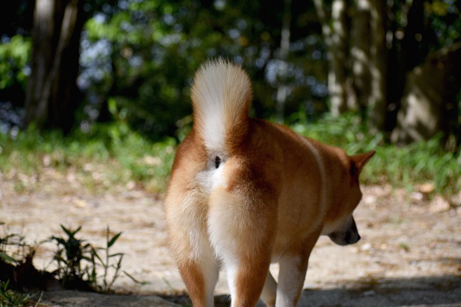 犬の肛門腺絞りってなに？基本知識からやり方まで