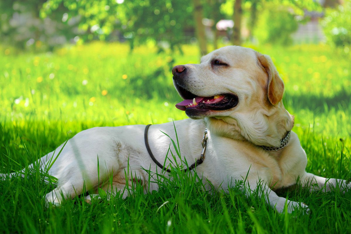 犬の『夏の散歩』で必要な準備３選！注意すべきポイントや愛犬を守るために必要な知識まで