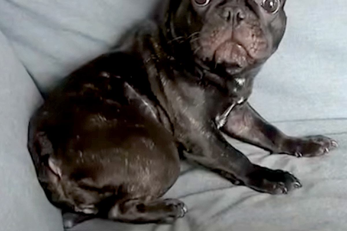 イタズラがバレた犬→『怒られる』と察して…まるでアニメキャラのような『表情や反応』が1168万再生「助け求めてて草」「人間味ありすぎｗ」