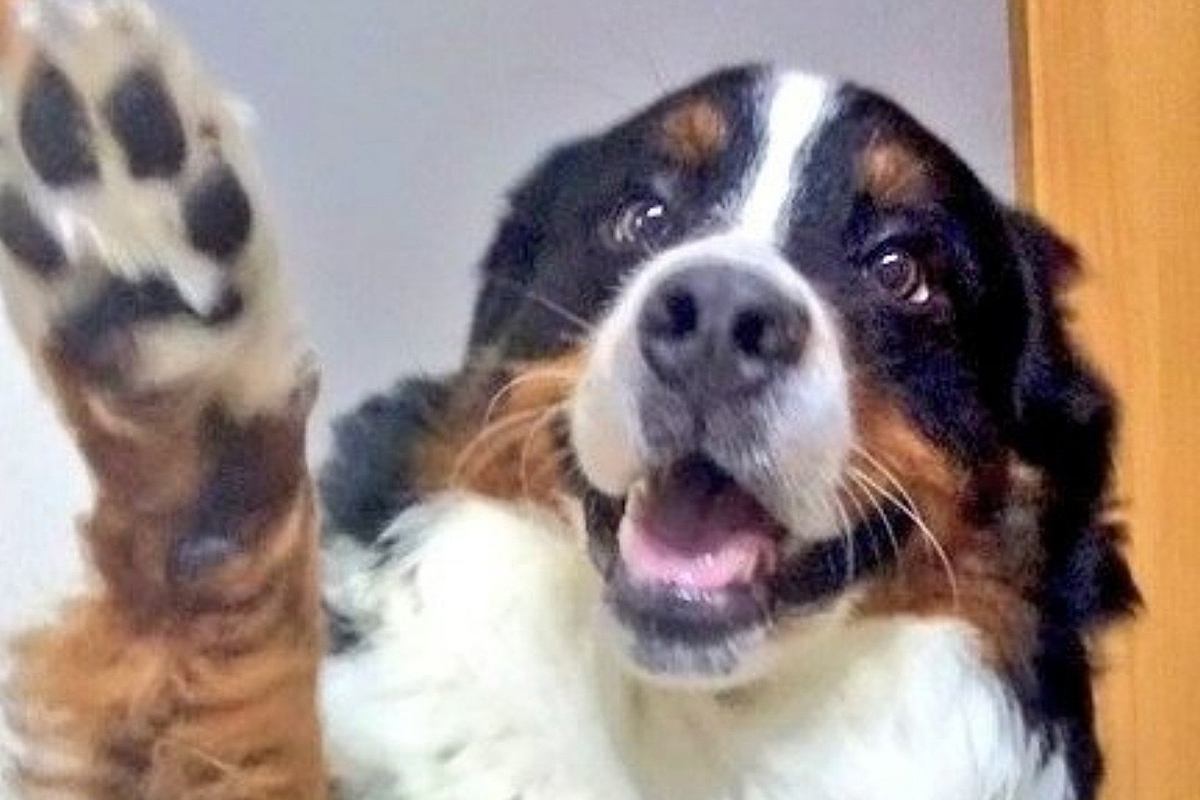 『天使のような笑顔』の大型犬→『寝ている時も可愛いだろうな』と思い撮影したら…まさかの一枚に1万いいね「ギャップたまらん」「どっちも好き」