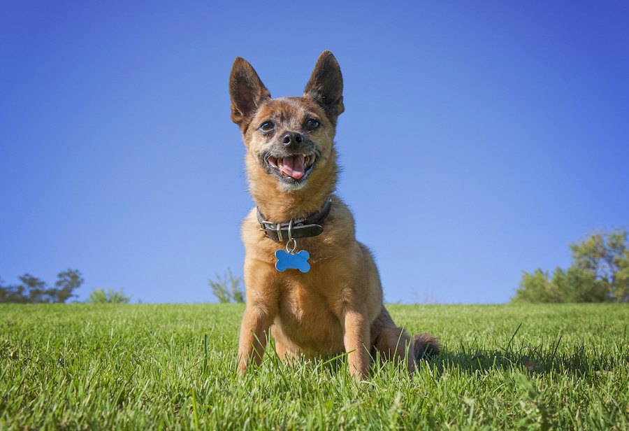 愛犬とアウトドアデビューする時に注意すべき３つのこと