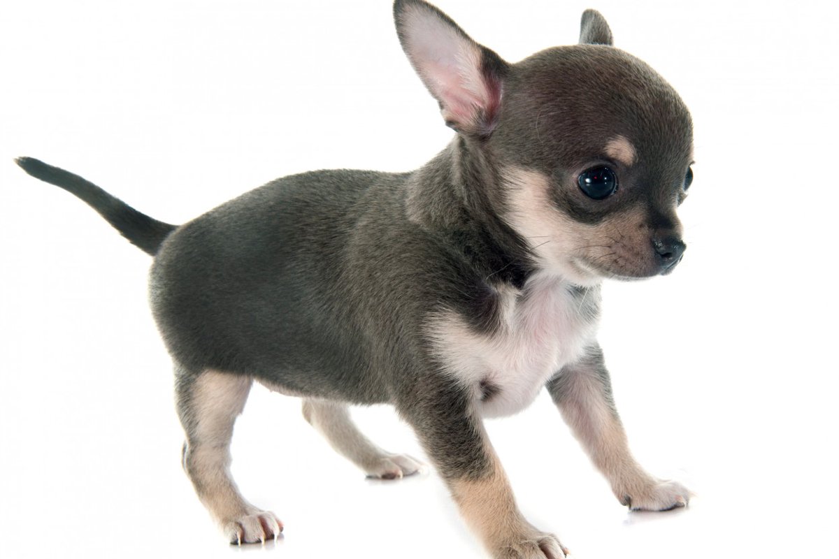 チワワのブルータンってどんな犬？特徴・性格・価格・迎え方まで解説