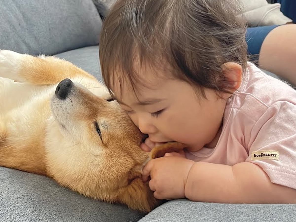 赤ちゃんに顔を食べられてしまった犬→怒るかと思ったら…思わず頬が緩む『まさかの神対応』が48万再生「幸せのかたまり」「愛おしい空間」