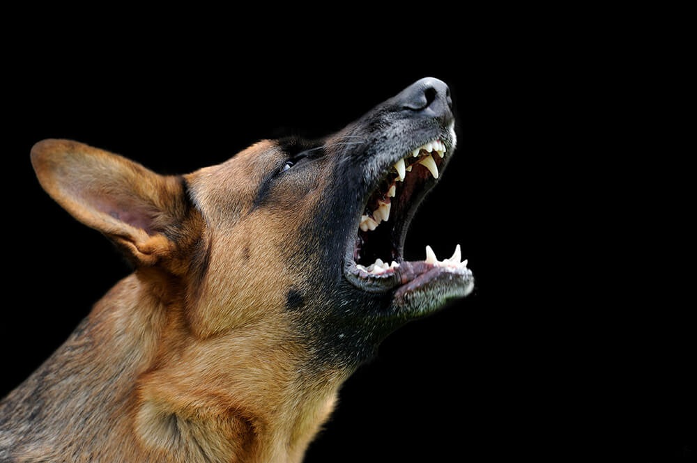 愛犬が他の犬に吠える！攻撃する原因や問題行動の改善法７つ