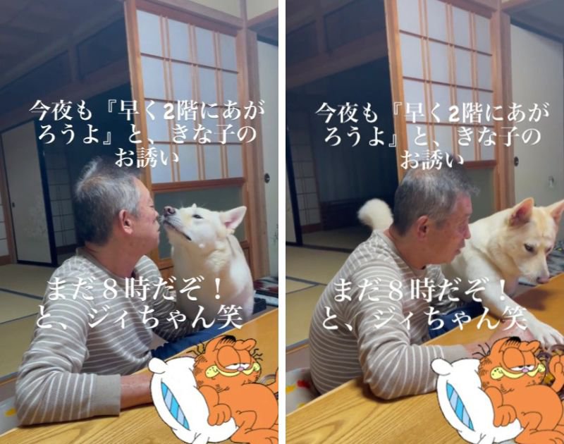 保護犬『じいちゃん、早く2階で寝よう？』祖父『早い！まだ８時だぞ！』微笑ましすぎる攻防が110万回再生の大反響