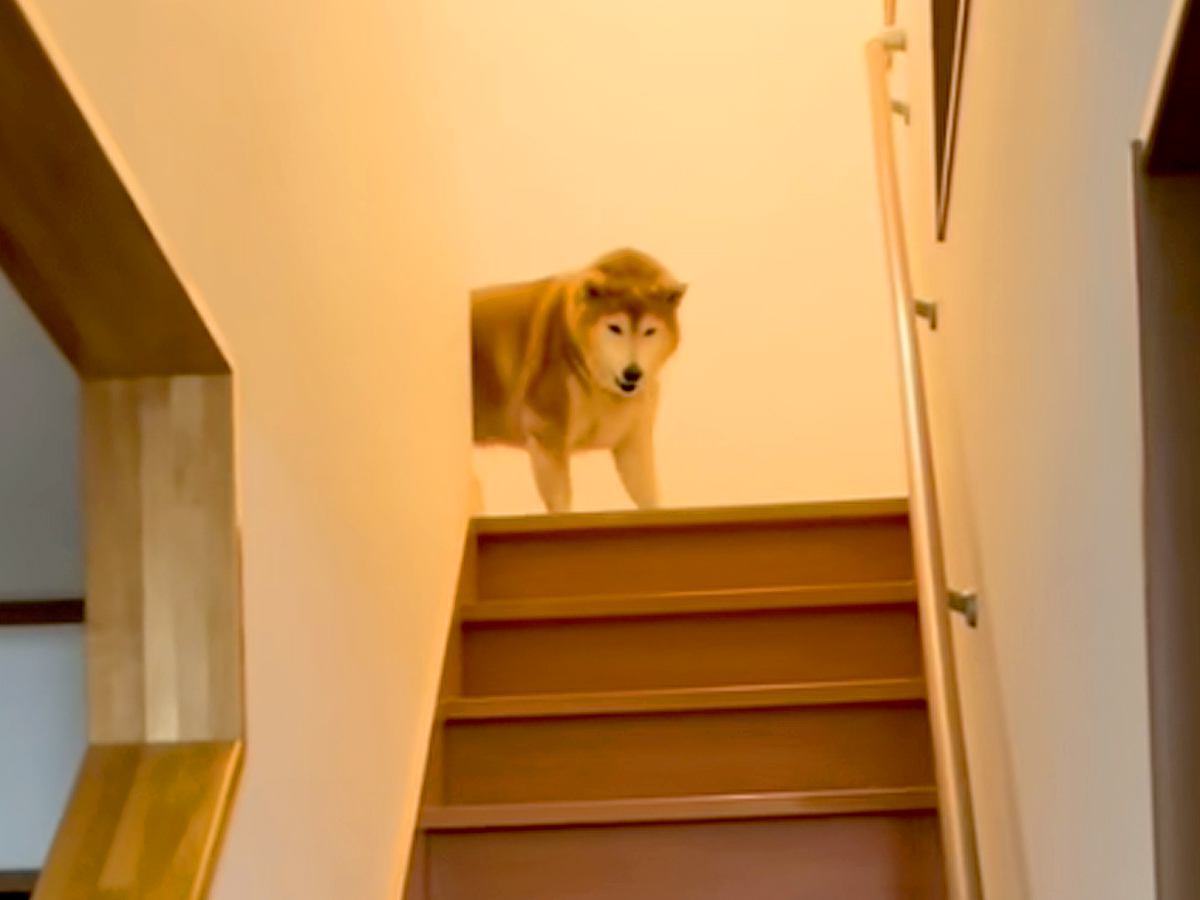 階段の上からお出迎えてくれる犬→『姉と兄への態度の違い』を比較した結果…あまりにも辛辣な光景が487万再生「差がｗ」「顔冷めすぎで草」
