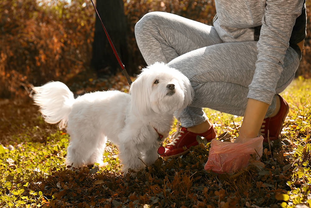 愛犬がお散歩中にしたウンチ、ちゃんと片付けていますか？