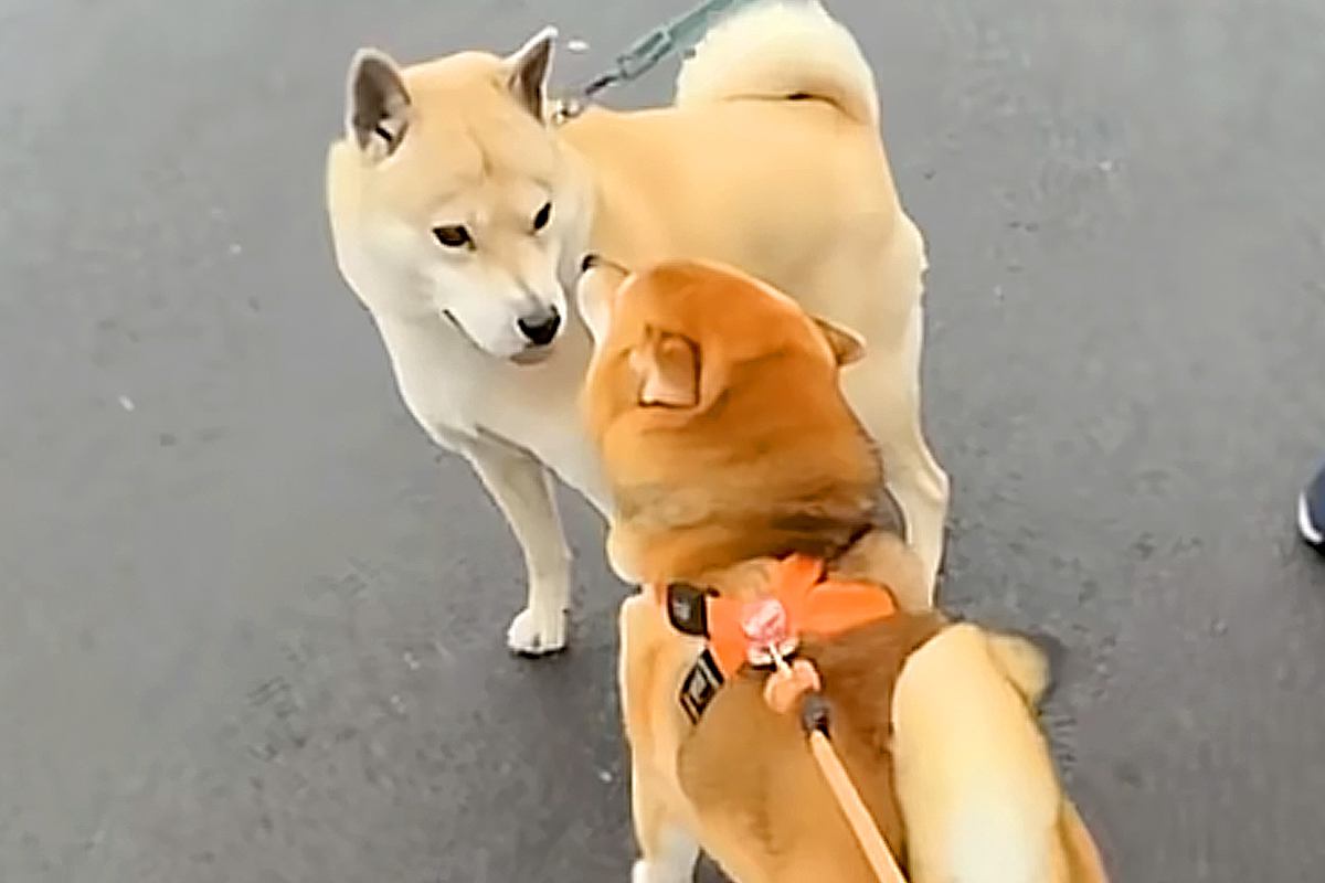 朝、『おともだちワンコ』と出会った犬→「ぎゅっ！」とんでもなく尊い『ご挨拶の仕方』が1060万再生「時が止まってる」「私も混ざりたい」
