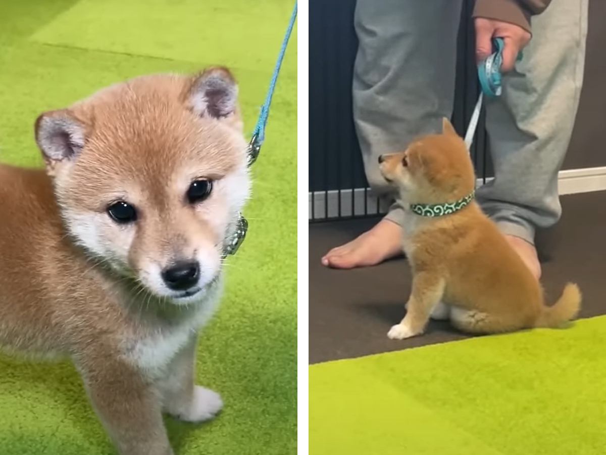 トコトコ歩きの柴子犬が尊すぎる！お散歩の練習に一生懸命励む姿「萌え死するｗ」「最強に可愛い」の声続出