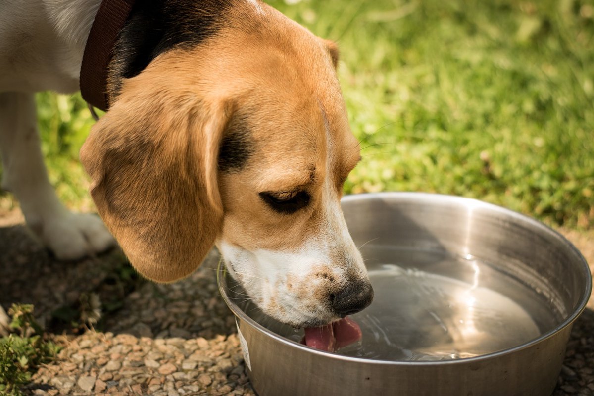 愛犬がお水を飲むとむせて苦しそう・・・４つの原因と対策とは？