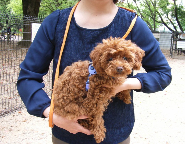 仔犬の抱っこひもで落下事故防止！