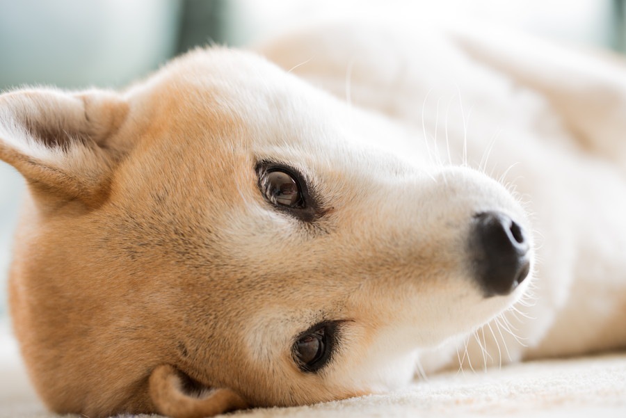 犬が甘えている時に出す鳴き声４選