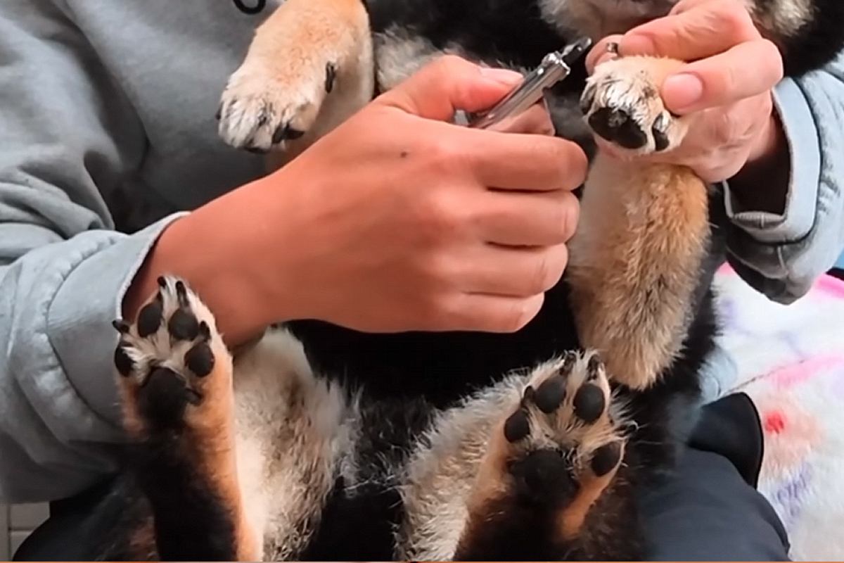 『絶対に爪切りをしたくない』と逃げ回る犬→捕まえた後も抵抗して…微笑ましい攻防戦の一部始終に反響「我慢顔も可愛いｗ」「頑張ってえらい」