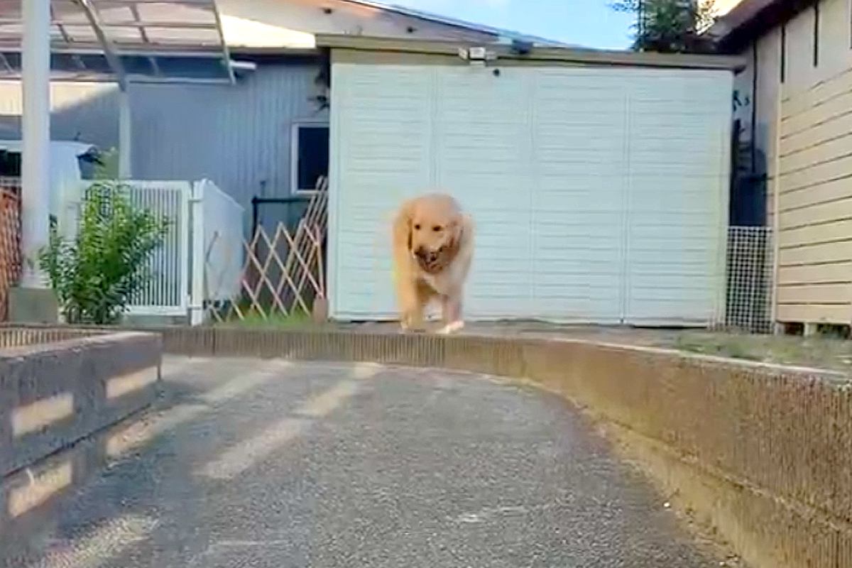 「全然動いてないｗｗ」庭で大型犬とボール遊びをした結果→『咥えて持ってくる』と思いきや…まさかの『ずる賢すぎる行動』に反響「頭いいね」