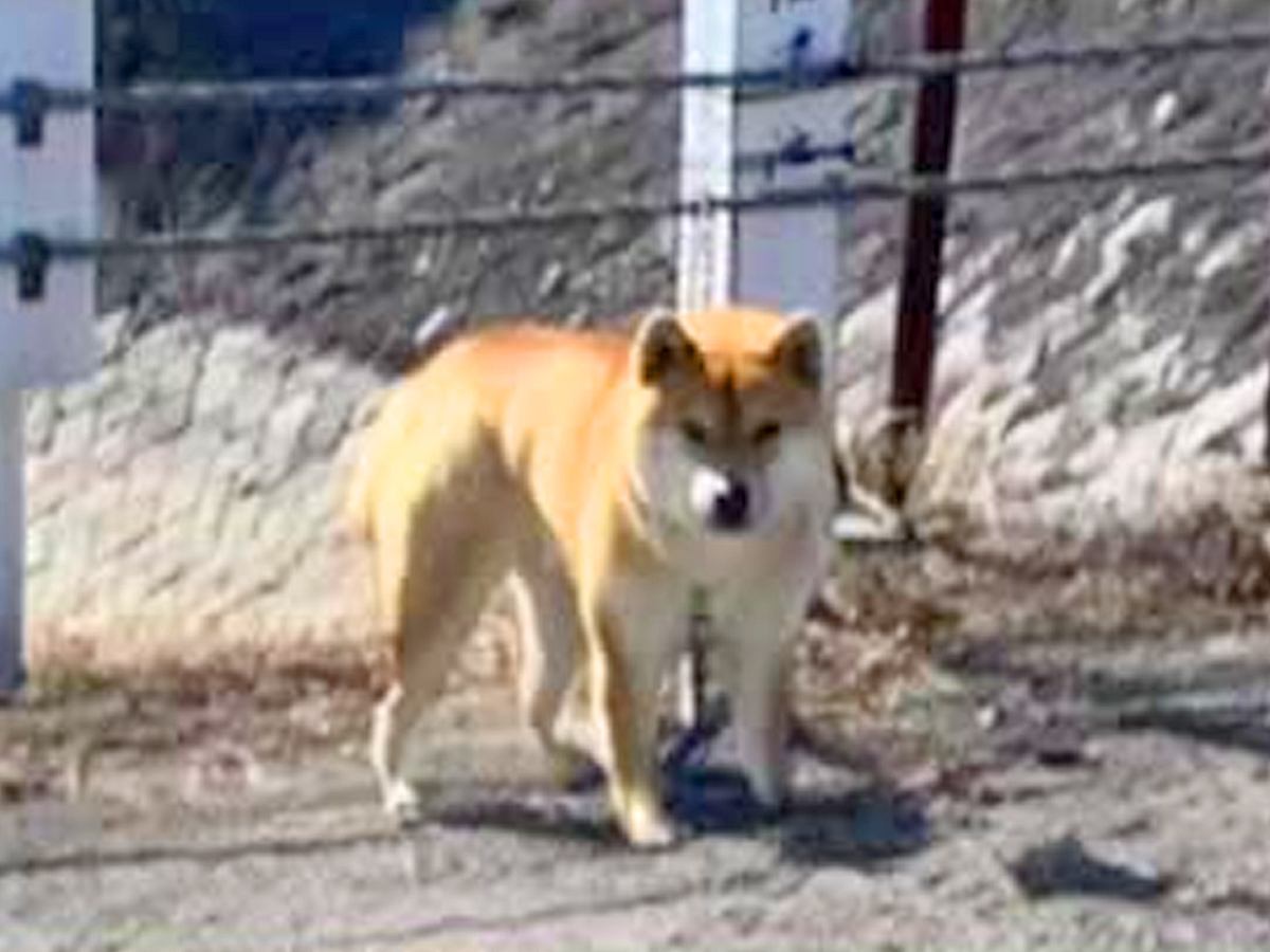 『池に鎖で繋がれ捨てられた犬』が保護され、処分対象に…涙腺崩壊する『新しい家族との物語』が196万再生「泣いた…」「たくさん甘えてね」