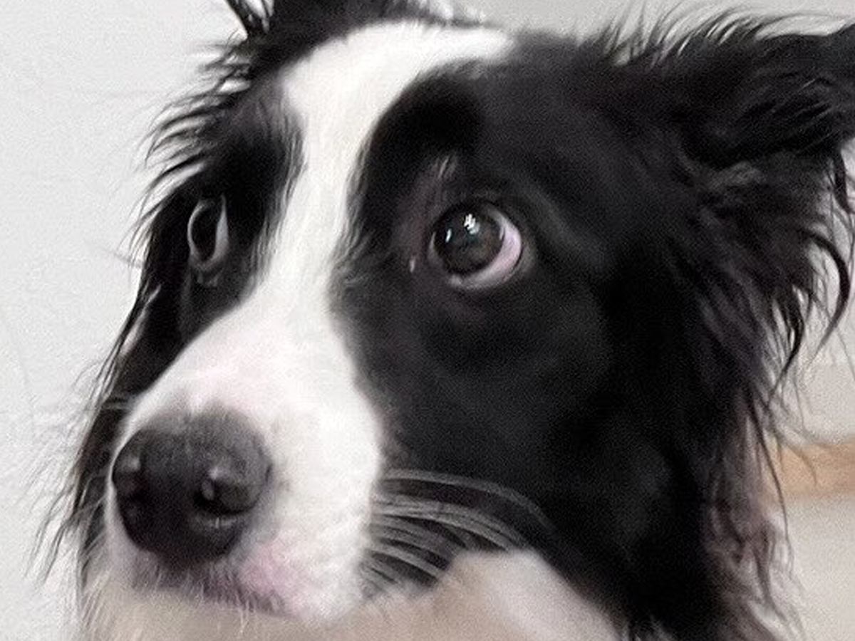 頭痛改善のため、頭に冷却シートを貼った結果→犬が…辛辣すぎる『まさかのリアクション』に3万いいね「思った以上にドン引きしてて草」「顔ｗ」