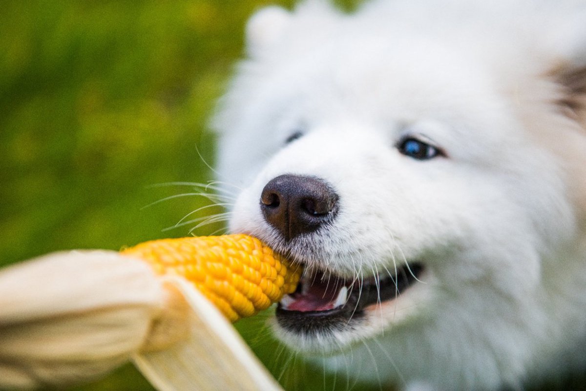 犬は『トウモロコシ』を食べても大丈夫？絶対NGな与え方や一日の適正量まで