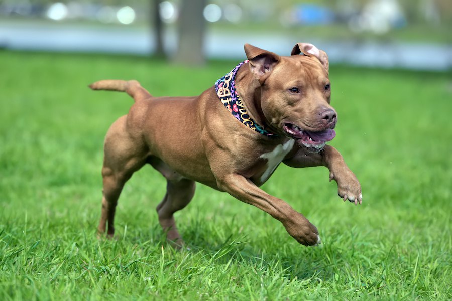 ドッグランに行くべきではない犬の特徴４つ