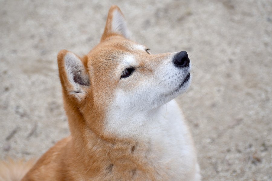 ご飯の時間は大興奮！犬に「マテ」を上手くしつけるコツ５つ