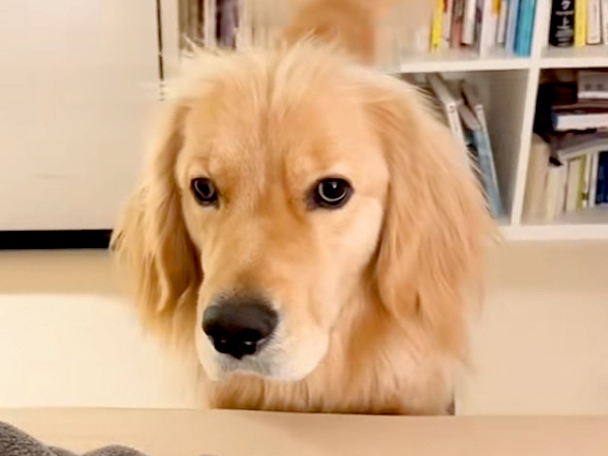 『一緒に寝たいなぁ』と控えめにお願いしてくる大型犬→許可してみた結果…想像以上に『尊い光景』が35万再生「気使ってるｗ」「寝癖可愛い」