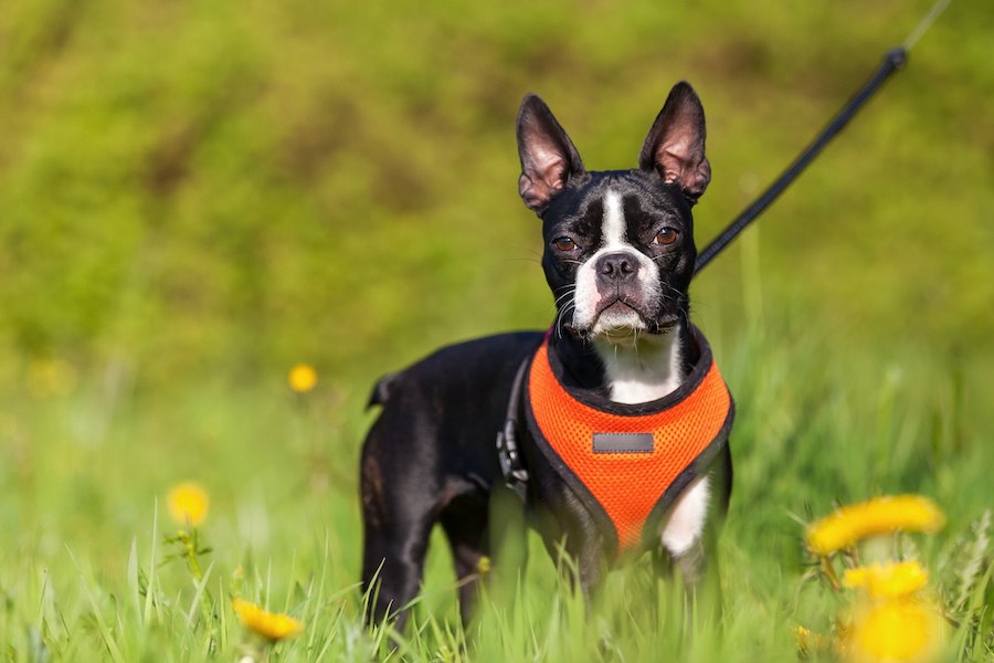 首輪よりハーネスが適している犬のタイプ４つ