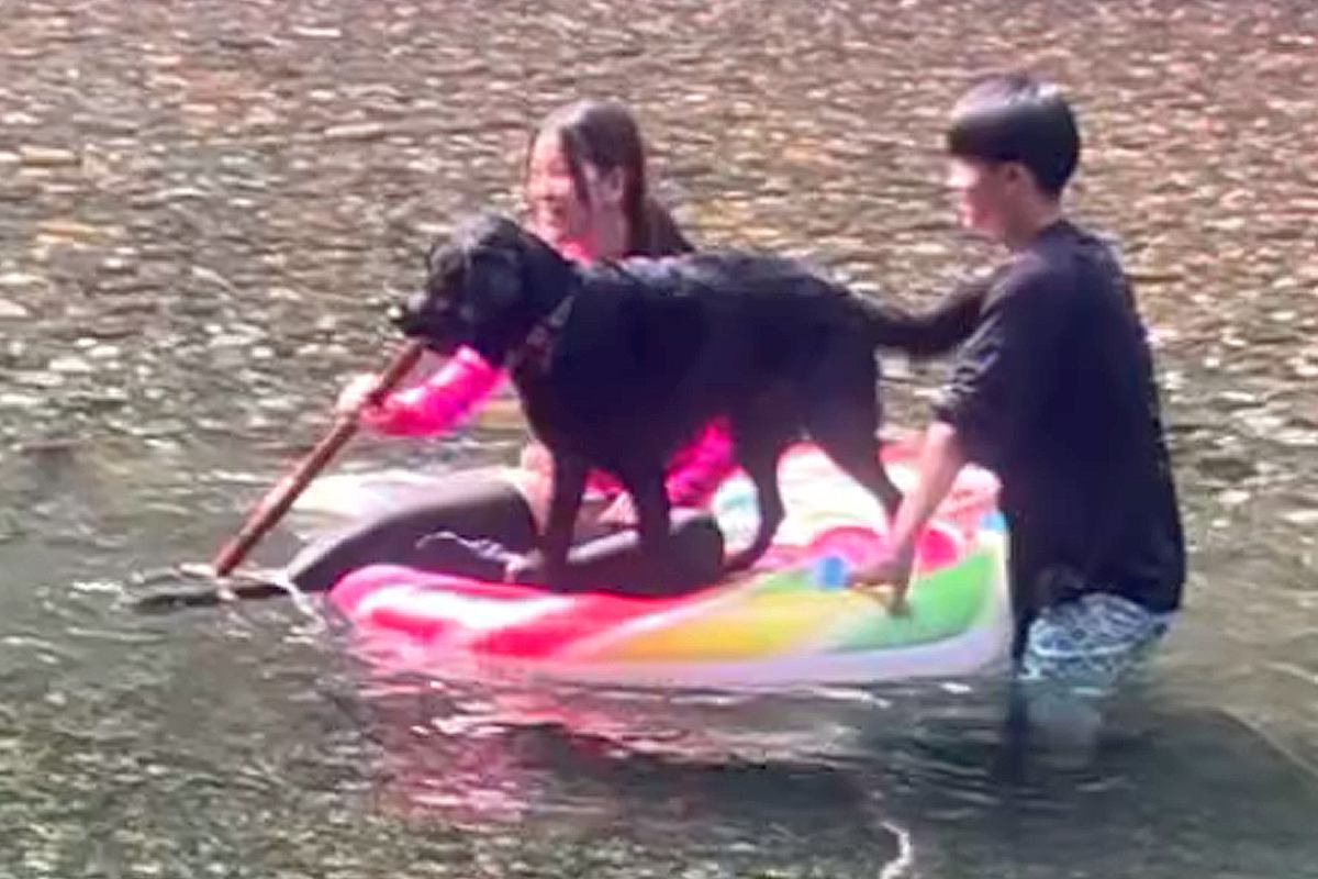 川で『お気に入りの棒』を見つけた大型犬→そのまま遊んでいたら…まさかのハプニングに爆笑続々「クリーンヒットしてて草」「思わず声出たｗ」