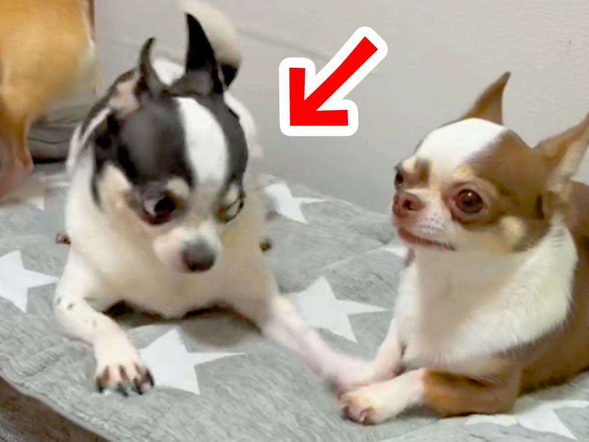 『一緒に遊びたい』とアピールする犬→普通に誘うかと思ったら…想像を超える『ヤンキーのような行動』が108万再生「目ｗ」「誘っておいてｗ」
