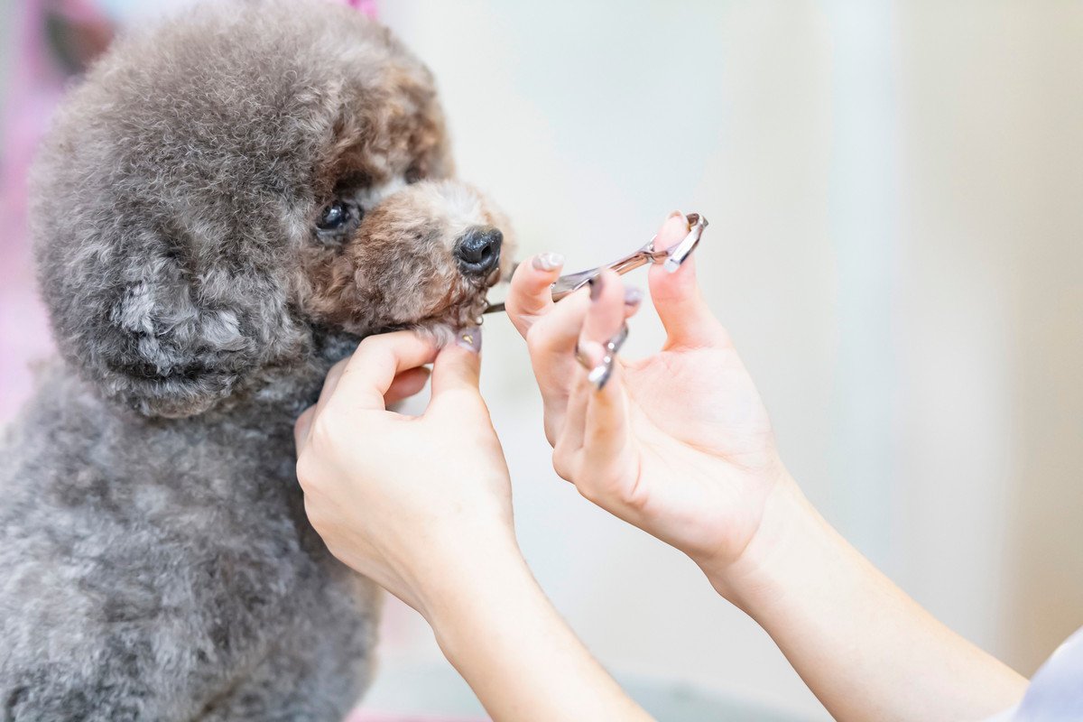 トリミングに出すならどこがおすすめ？ペットショップや動物病院などの違いを解説