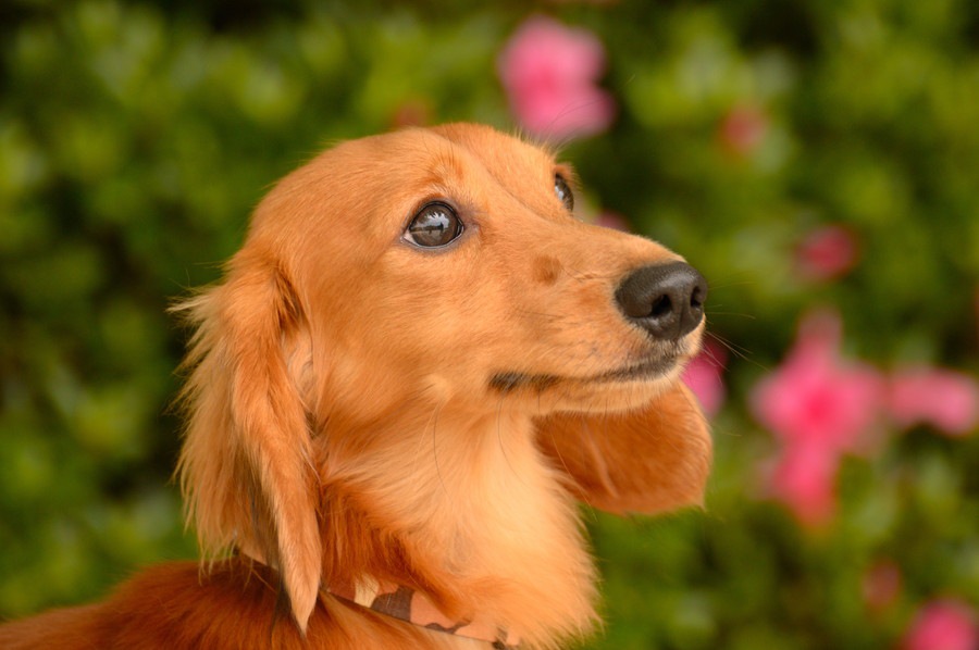 犬の避妊手術について。動物看護師として思うこと。