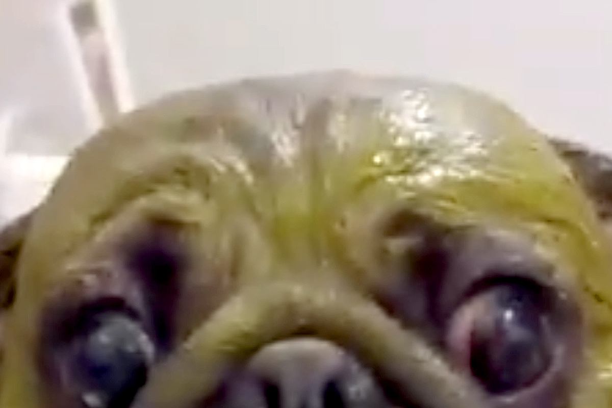 全身緑になるパックをした犬→『お洒落なことをした』と思ったら…納得せざるを得ない『秀逸なあだ名』に爆笑「既視感」「千と千尋出てました？」