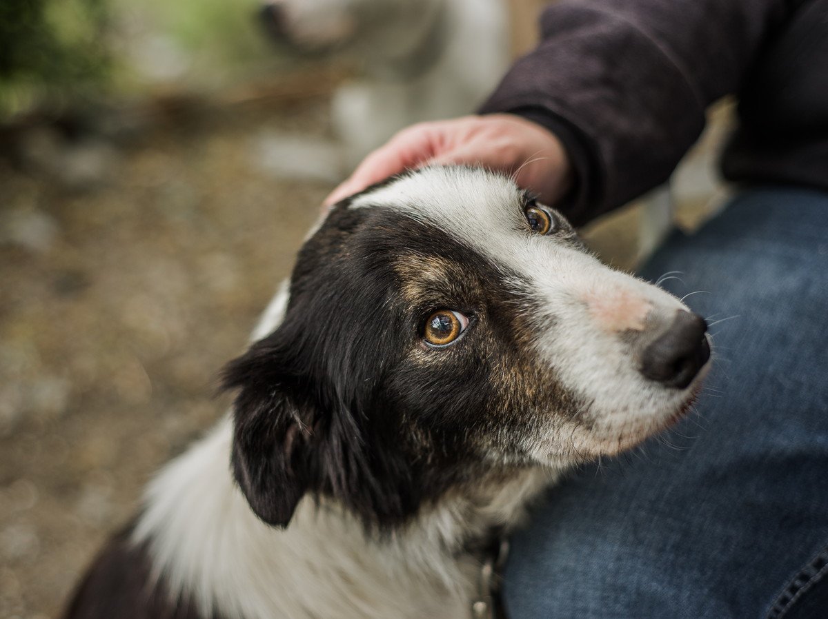 大型犬は悪者にされてしまいやすいからこそ飼い主さんが犬を学び行動の仕組みを理解しよう