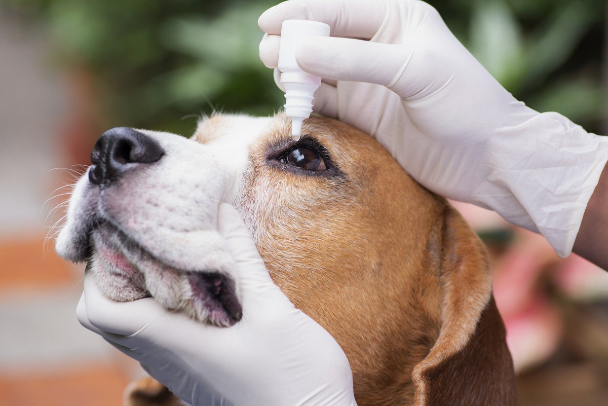 犬の眼の病気「ぶどう膜炎」の症状３選！かかる原因や治療法とは？