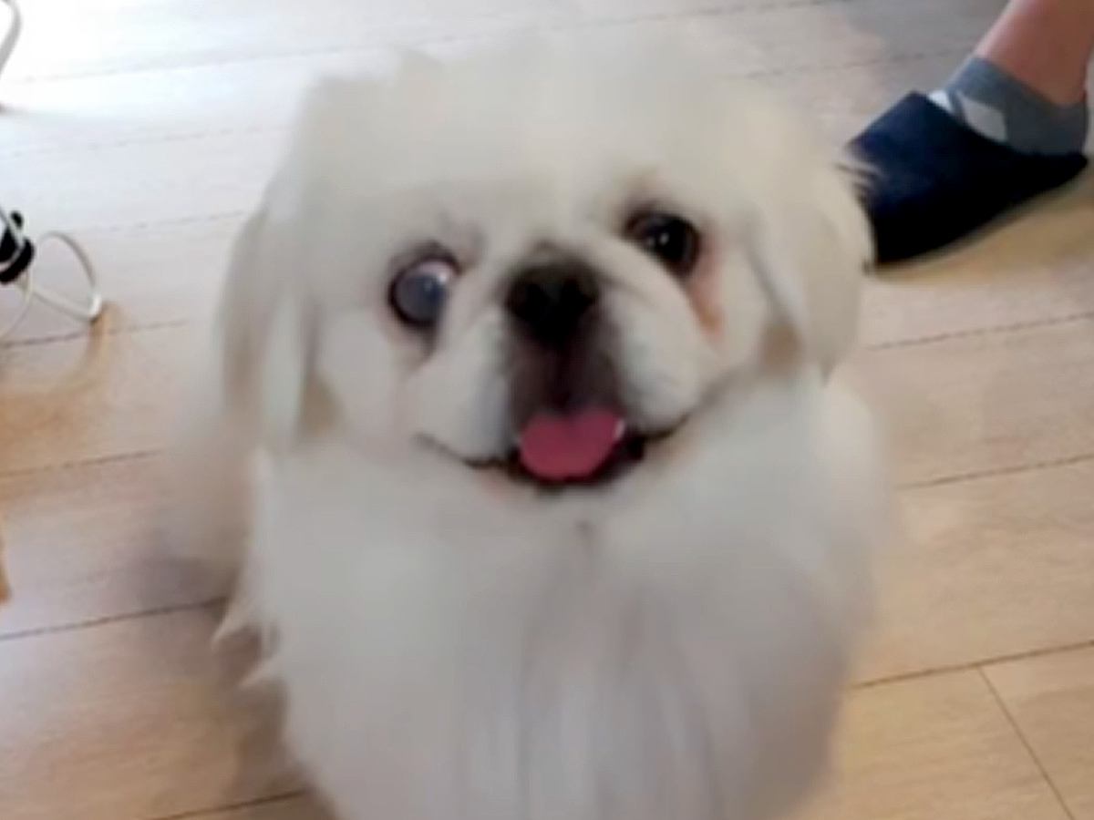『目が飛び出ているから、売り物にならない』と手放された犬→手術を決意し…涙腺崩壊する『愛にあふれた現在の光景』に「良い犬生を」の声