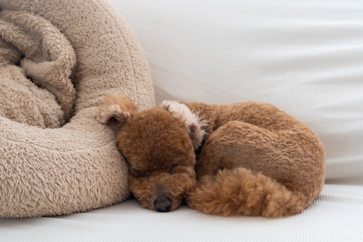 犬が新しいベッドを使ってくれない…なぜ？4つの理由と使ってもらうためにすべきこと