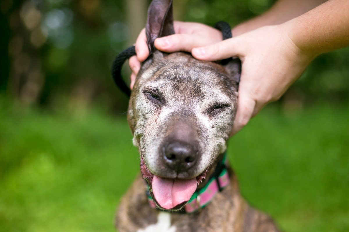 老犬を喜ばせるためにできること５つ！毎日してあげるべきことや暮らしで意識したいこととは