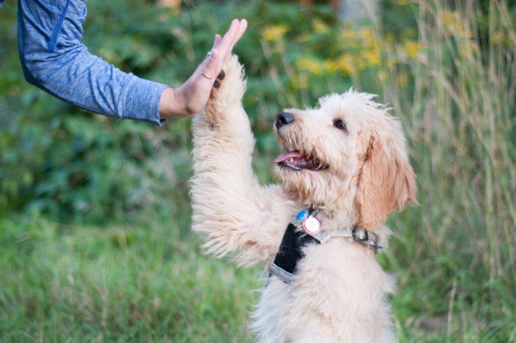 初めて犬を飼う人のための基礎知識｜心構えから準備物、犬種の選び方まで