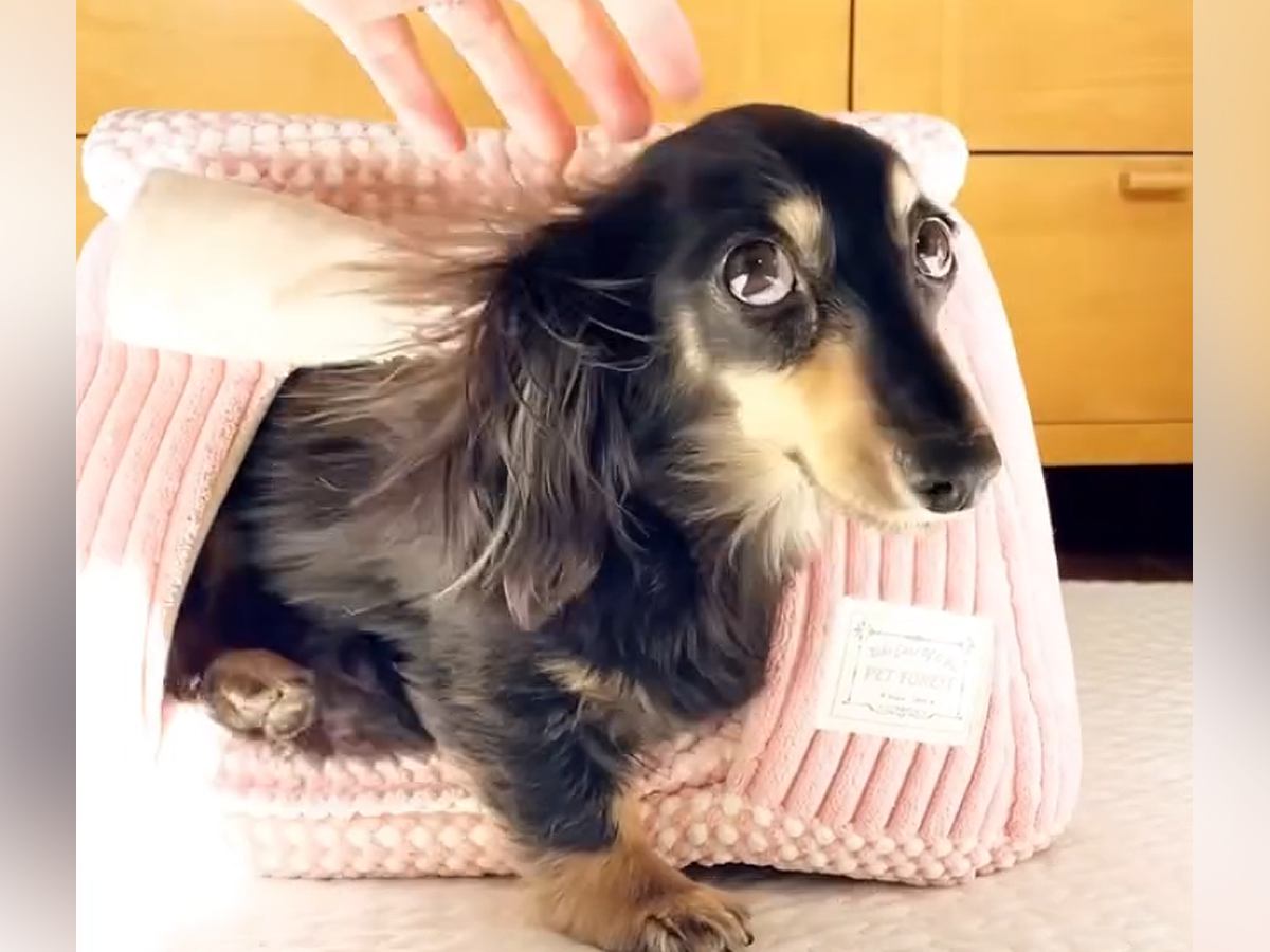 お散歩が大嫌いな小型犬→外に連れて行こうとしたら…『絶対に負けられない攻防戦』が22万再生「短い脚で必死の抵抗ｗ」「拒否あるあるｗ」