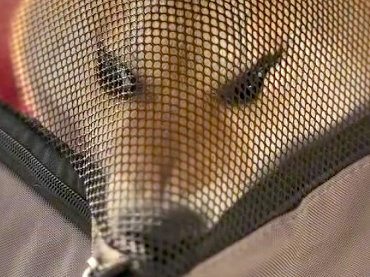 『歌舞伎役者…？』犬と一緒にフェリーに乗った結果→想定外のハプニングと『まさかの光景』が257万再生「強い意思を感じるｗ」と爆笑の声