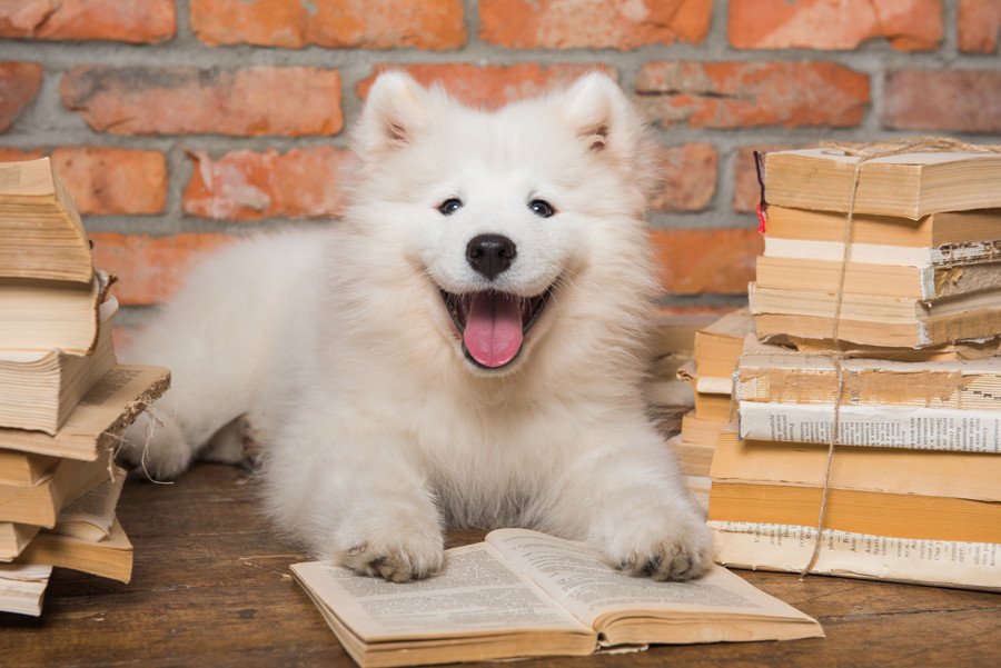 日本で飼いづらいと言われている犬種5選　どうしてもお迎えしたい場合に知っておくべきことまで