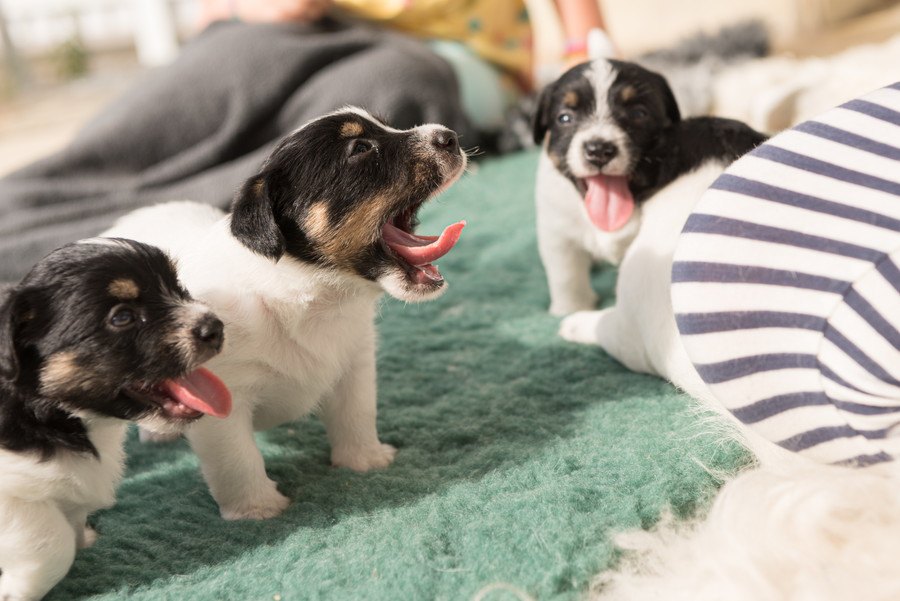 犬が『あくび』をする時の心理3選！実は病気が隠れていることも…！