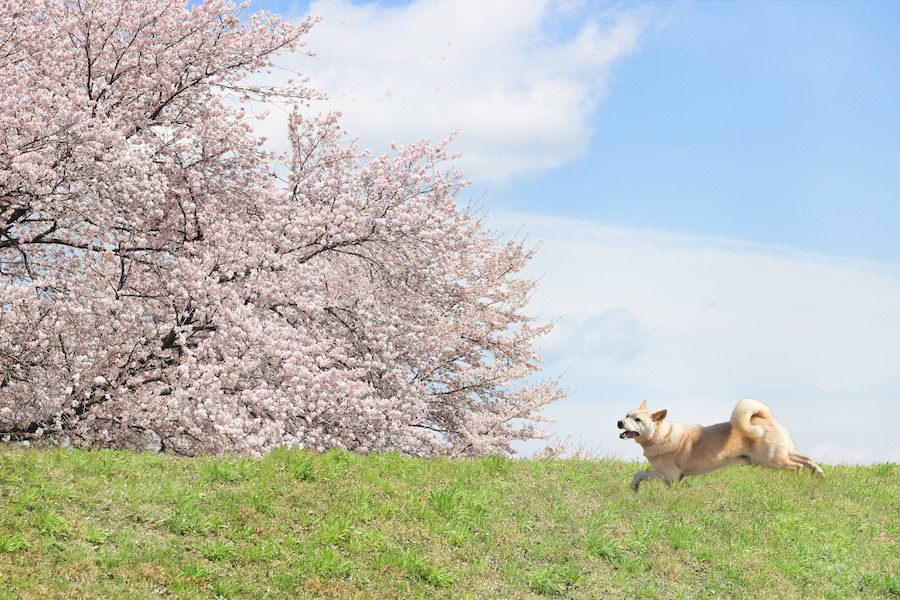 犬が出てくる日本の昔話４選