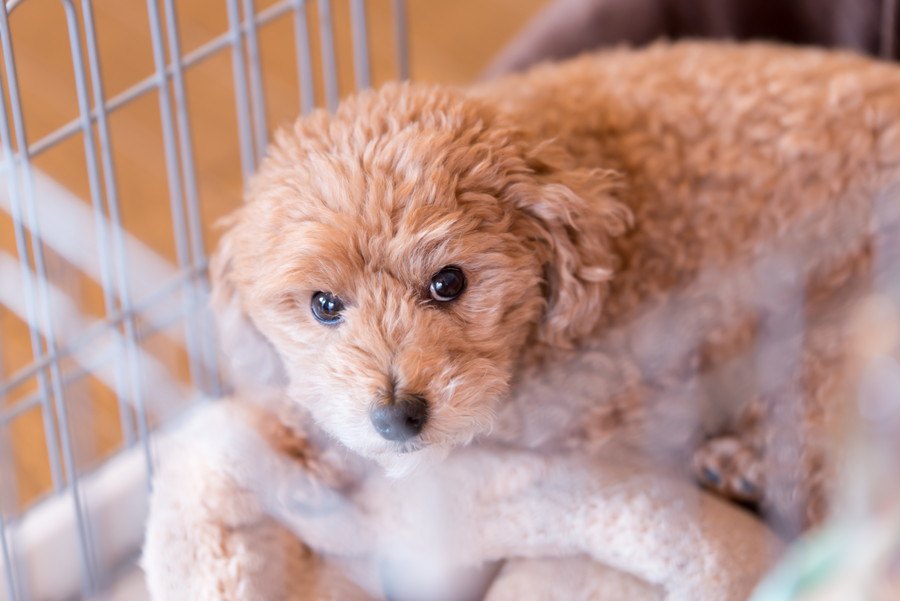 犬に初めての経験をさせる時のポイントや注意点