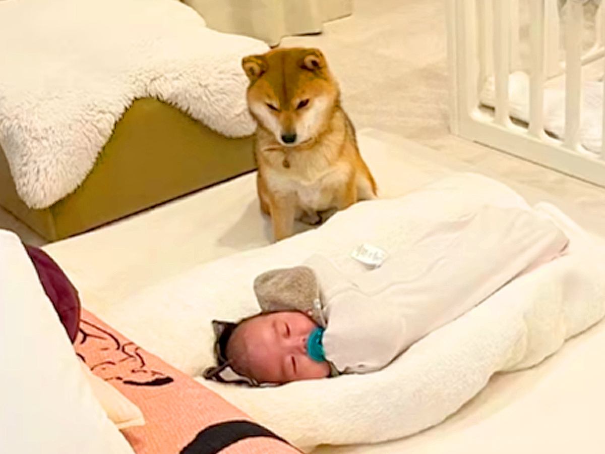 眠る赤ちゃんの隣でたたずむ犬→『見守ってる』と思いきや…いなくなった瞬間にみせた『まさかの行動』が63万再生「順番待ちで草」「愛おしい」