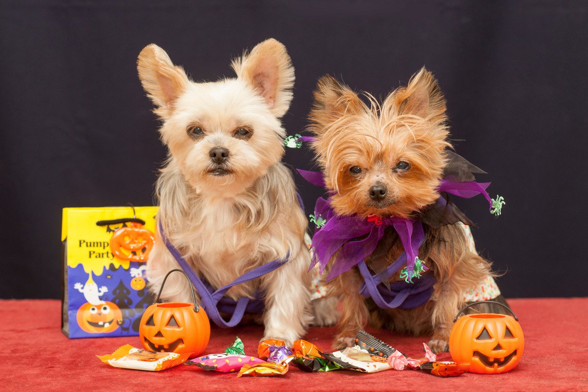 飼い主が衝動買いしてしまう『犬のグッズ』6つ　実はいらないかも？後悔しないコツまで