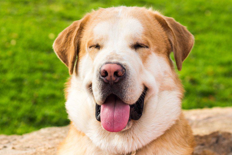 犬の笑顔を引き出す方法３つ